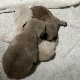 Pug puppies from Southern Pugs