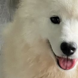Pomskies and Siberian Huskies from Beastly Beauties Huskies & Pomskies