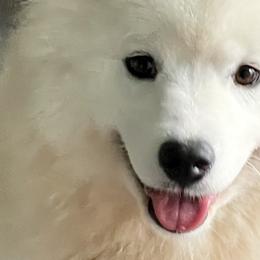 Pomskies and Siberian Huskies from Beastly Beauties Huskies & Pomskies