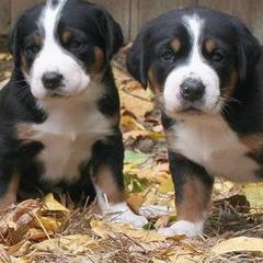 Greater Swiss Mountain Dogs and Rottweilers from Cornerstone Kennels