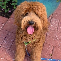 Zeus - Australian Labradoodle