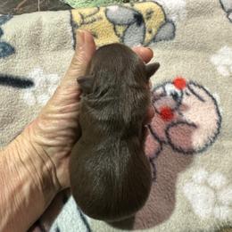 Dax - Chocolate, tan and white male Yorkshire Terrier puppy in Tulsa, Oklahoma from Yorker Puppy Palace