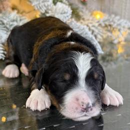 Abigail - Tri-color female Bernedoodle puppy in Lowry City, Missouri from Cooper Creek Puppies