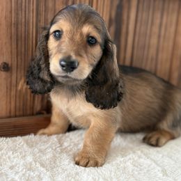 River - Cream male Dachshund puppy in Newport, Tennessee from Justice Doxies