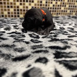 Orange collar - Black female Great Dane puppy in Ider, Alabama from Sand Mountain Danes LLC