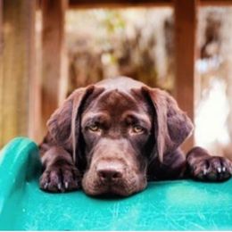 Labrador Retriever Puppies from Shadybry Labradors