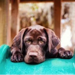 Labrador Retriever Puppies from Shadybry Labradors