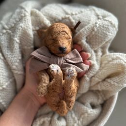 Cinnamon - Apricot male Poodle puppy in Charlotte, North Carolina from Bruno & Co. Puppies