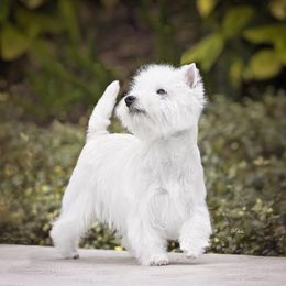 Blanche - West Highland White Terrier