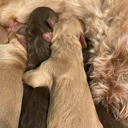 Australian Labradoodle and Double Doodle Puppies from Little Kingdom Doodles