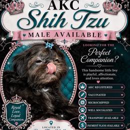 Keith - Silver male Shih Tzu puppy in Seattle, Washington from Pretty Paws Shih Tzu's