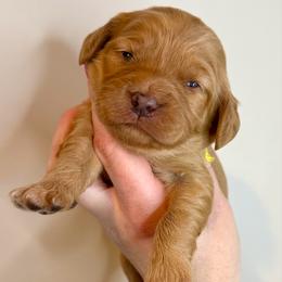 Hope - Red female Cavapoo puppy in Grand Blanc, Michigan from Halsey Poodles and Doodles