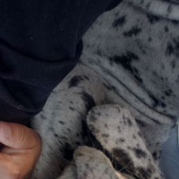 Great Dane Puppies from Gentle Giants of Tennessee Great Danes