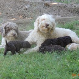 Lagotti Romagnoli from Stan and Merrie's Lagotto Romagnolo