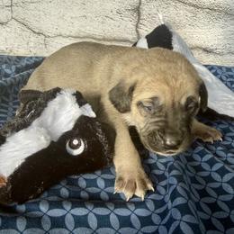 Skunk - Yellow female Black Mouth Cur puppy in Warsaw, Missouri from Heritage Cow Dogs