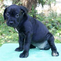 Girl 3 - female Cane Corso puppy in Saint Cloud, Florida from Harlow Cane Corso
