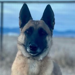 Yumi - Belgian Malinois