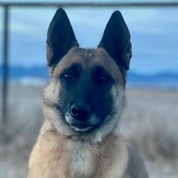 Yumi - Belgian Malinois