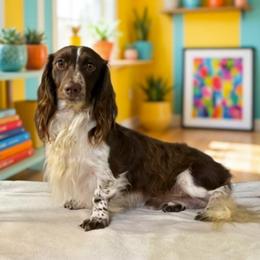 Benjamin - Dachshund