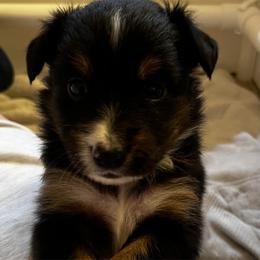 Black Tri Female-Luna - Black tri female Miniature Australian Shepherd puppy in Denair, California from CenCal Mini Aussies