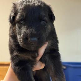 River - Black and tan male German Shepherd puppy in Barnhart, Missouri from Combat Creek German Shepherds