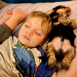 Yorkshire Terrier Puppies from Celestial Family Terriers (Yooper Yorkies)