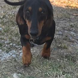 Prince - Dachshund