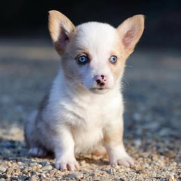 Pancake - Sable female Pembroke Welsh Corgi puppy in Star City, Arkansas from Say When Corgi Co.