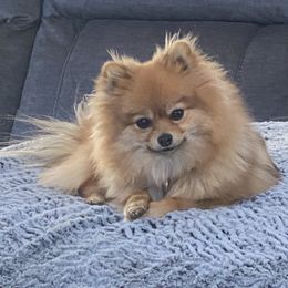 Pomeranian All Grown Up from Pomeranian Puppy Paradise
