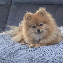 Pomeranian All Grown Up from Pomeranian Puppy Paradise
