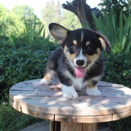 Jaq (2150) - White and black male Pembroke Welsh Corgi puppy in Valley, Washington from Corgis of the Mountain Valley