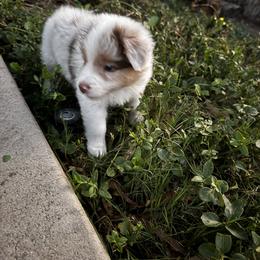 Girl 3 - female Australian Shepherd puppy in Villa Park, California from C-Star Australian Shepherds