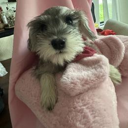 Miniature Schnauzer puppies from Good Shepherd K9 Initiative