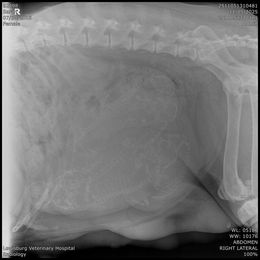 Sarah - Labrador Retriever