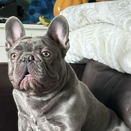 Will - French Bulldog