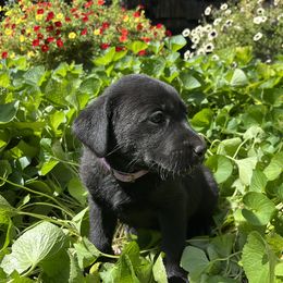 Morgan - Black female Labrador Retriever puppy in Alger, Ohio from Osborne Family Retrievers