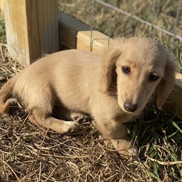 Dachshund Puppies from Haven Ridge Doxies