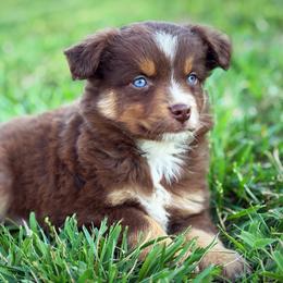 Dan - Red tri male Miniature Australian Shepherd puppy in Smithville, Arkansas from Cooper Creek Aussies