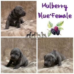 Mulberry - Blue female Weimaraner puppy in Ferrum, Virginia from LAAT Weims