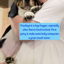 Basset Hound Puppies from Buch Bassets
