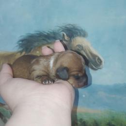 Lil Doc Quinn - Red female Dachshund puppy in Williamsburg, New Mexico from The Outlawed Dachshunds