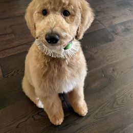 Goldendoodle, Labradoodle, Poodle, and Saint Berdoodle Puppies from Dent’s Doodles