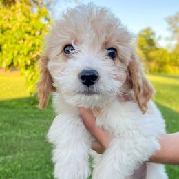 Peanut: Apricot & White Parti - Parti Goldendoodle puppy in Raceland, Louisiana from Cajun Doodles