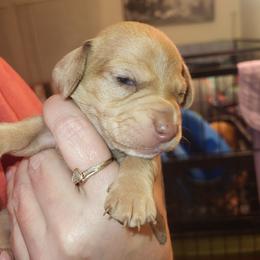 Male 2 - Dapple male Dachshund puppy in Suffolk, Virginia from Mini Love Bugs