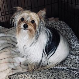 Abbi - Yorkshire Terrier
