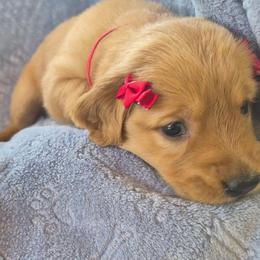 Red - Dark golden female Golden Retriever puppy in Taft, Tennessee from McGraw's Fetching Pups