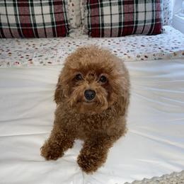 Milly - Goldendoodle