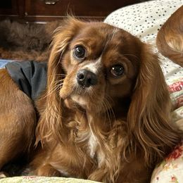 Rowan - Cavalier King Charles Spaniel