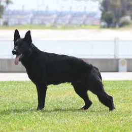 Creed - German Shepherd