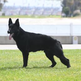 Creed - German Shepherd